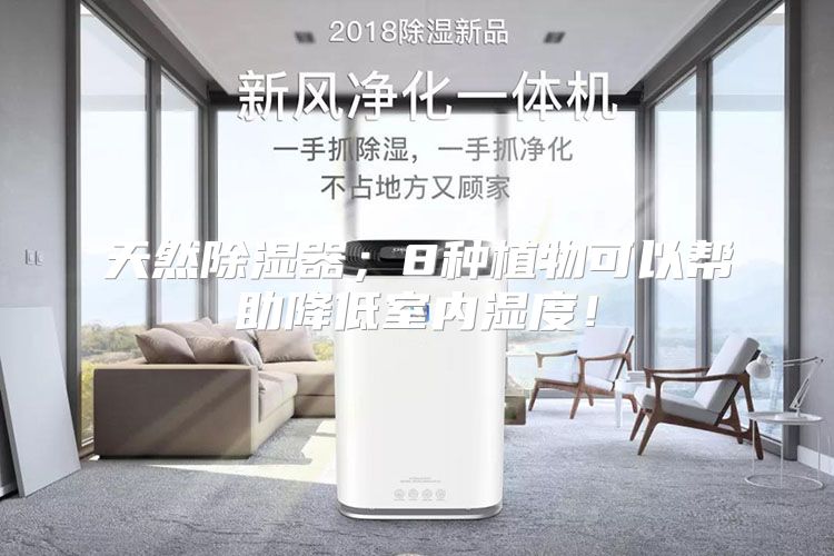 天然除湿器；8种植物可以帮助降低室内湿度！