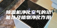 除湿机净化空气的功能以及植物净化作用